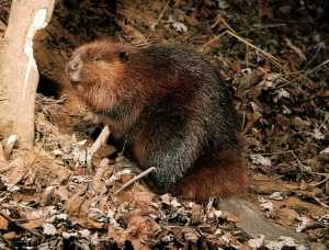 Image of beaver.jpg