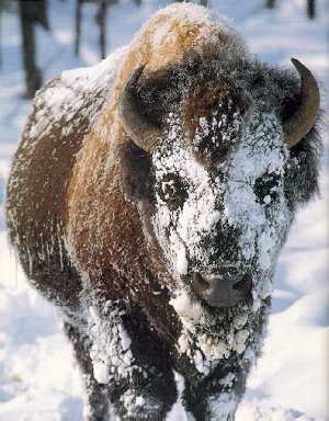 Image of snowbuffalo.jpg